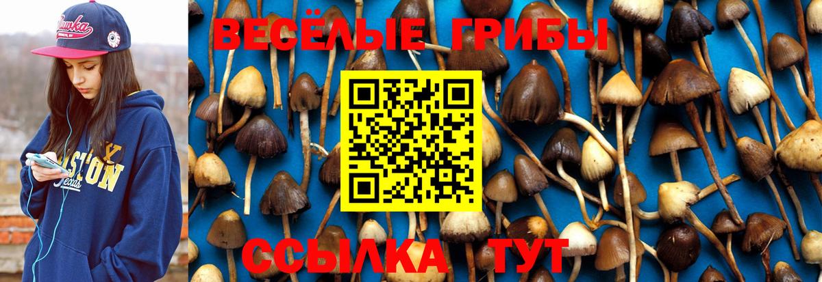 Галлюциногенные грибы Psilocybe  Вход с VPN  Артёмовский 